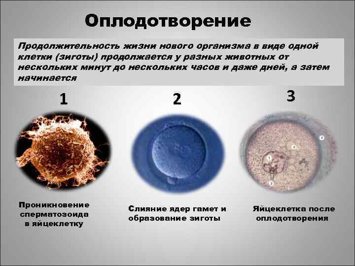   Оплодотворение Продолжительность жизни нового организма в виде одной клетки (зиготы) продолжается у