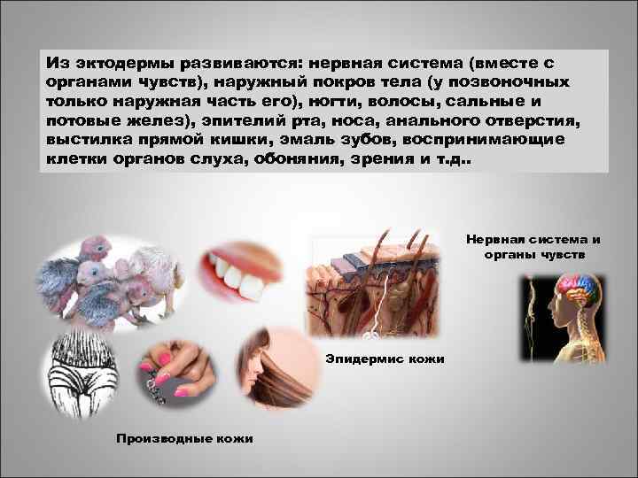Из эктодермы развиваются: нервная система (вместе с органами чувств), наружный покров тела (у позвоночных