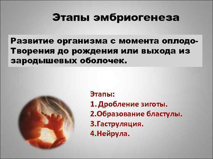   Этапы эмбриогенеза Развитие организма с момента оплодо- Творения до рождения или выхода