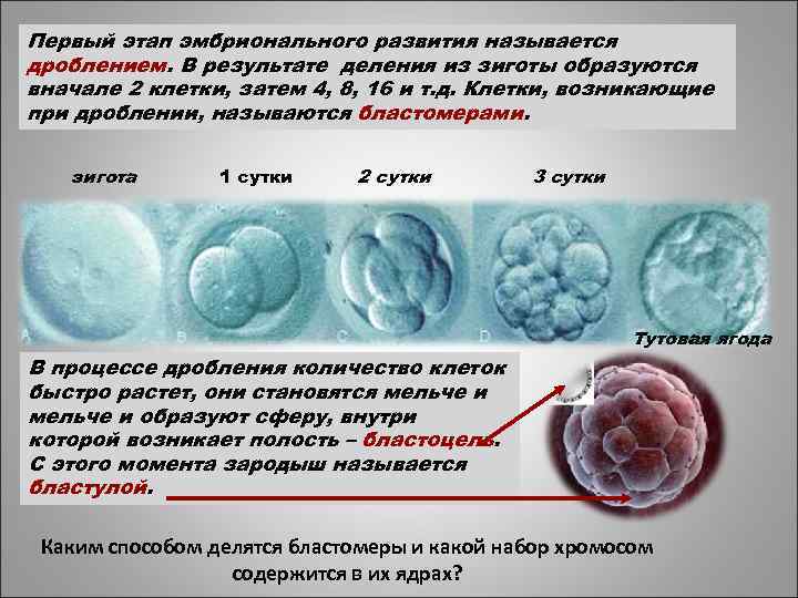 Первый этап эмбрионального развития называется дроблением. В результате деления из зиготы образуются вначале 2