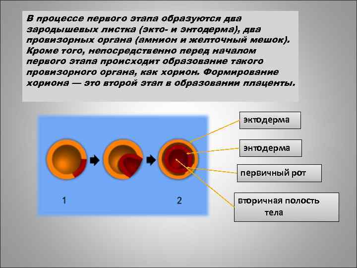 В процессе первого этапа образуются два зародышевых листка (экто- и энтодерма), два провизорных органа