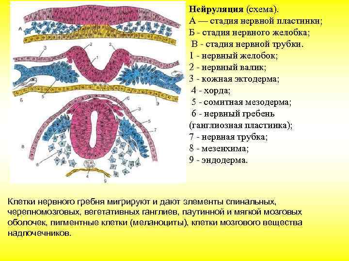        Нейруляция (схема).    А —