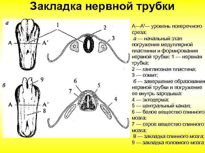 Закладка нервной трубки   А—А'— уровень поперечного   среза;   