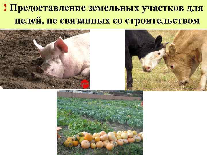 ! Предоставление земельных участков для  целей, не связанных со строительством  1. 