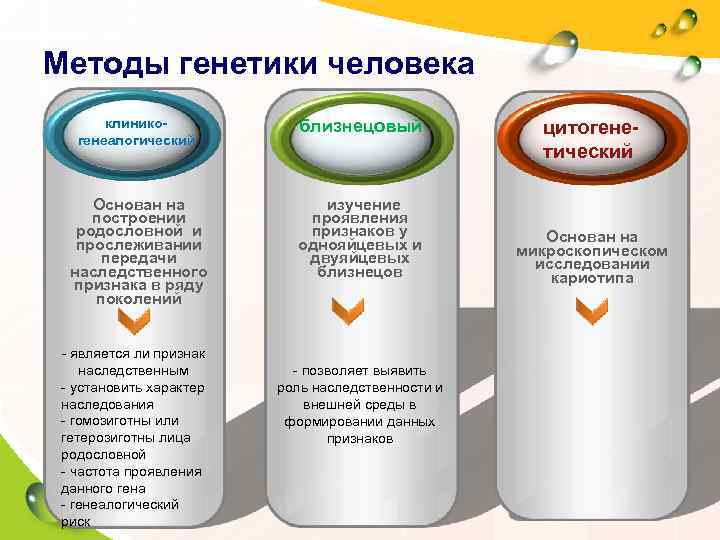 Методы генетики человека  клинико-   близнецовый    цитогене-  генеалогический