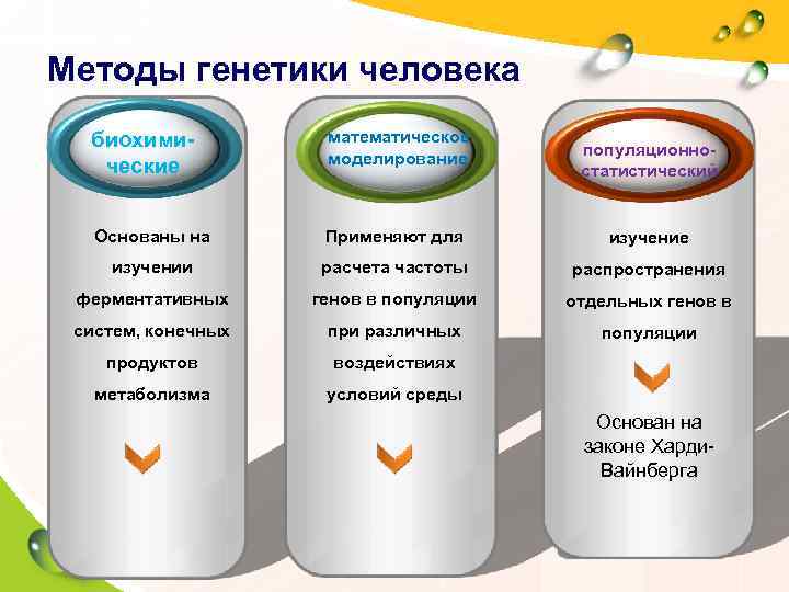 Методы генетики человека     Кл. рук.  биохими-  математическое 