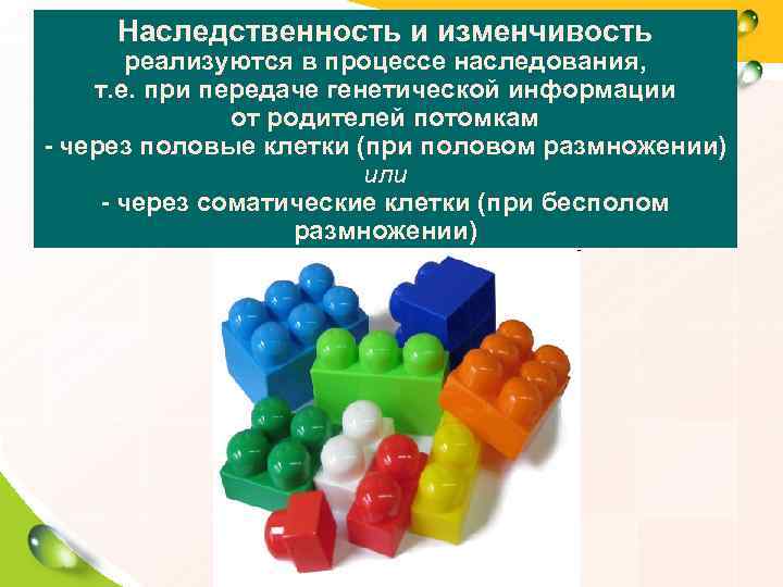  Наследственность и изменчивость   реализуются в процессе наследования,  т. е. при
