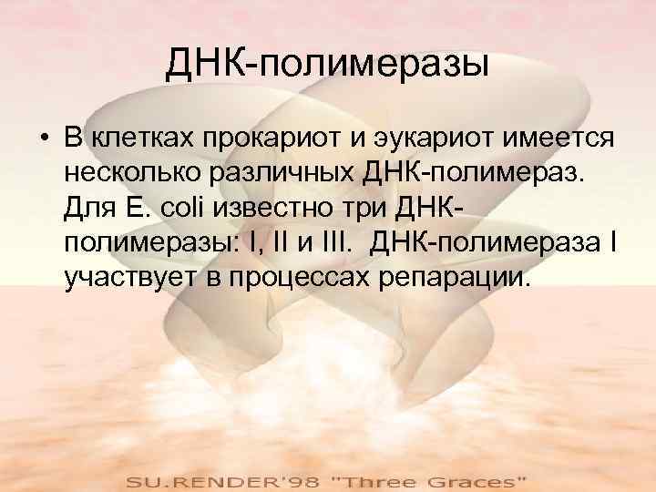    ДНК-полимеразы • В клетках прокариот и эукариот имеется  несколько различных