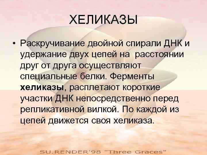   ХЕЛИКАЗЫ • Раскручивание двойной спирали ДНК и  удержание двух цепей на