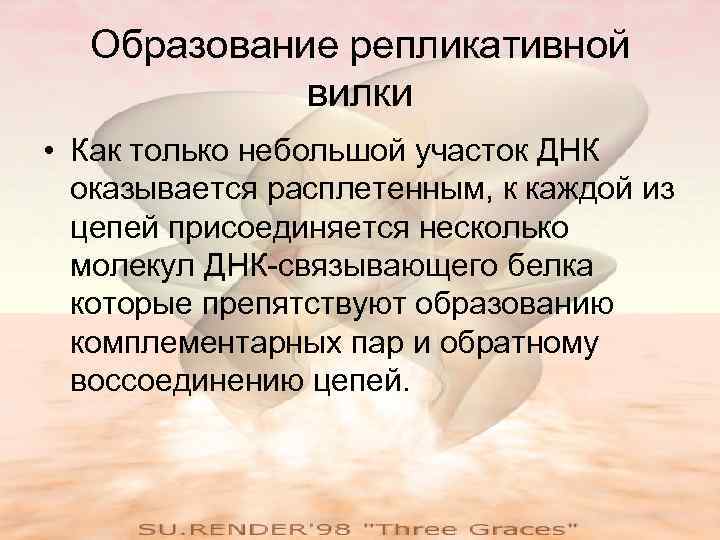  Образование репликативной   вилки • Как только небольшой участок ДНК  оказывается