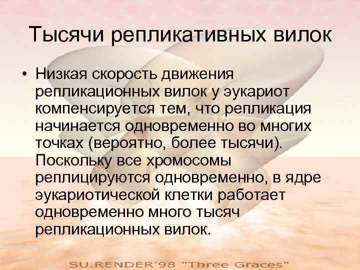 Тысячи репликативных вилок • Низкая скорость движения  репликационных вилок у эукариот  компенсируется