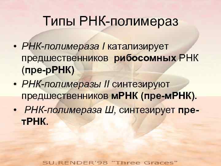  Типы РНК-полимераз • РНК-полимераза I катализирует  предшественников рибосомных РНК  (пре-р. РНК)