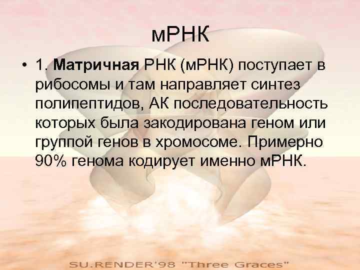    м. РНК • 1. Матричная РНК (м. РНК) поступает в