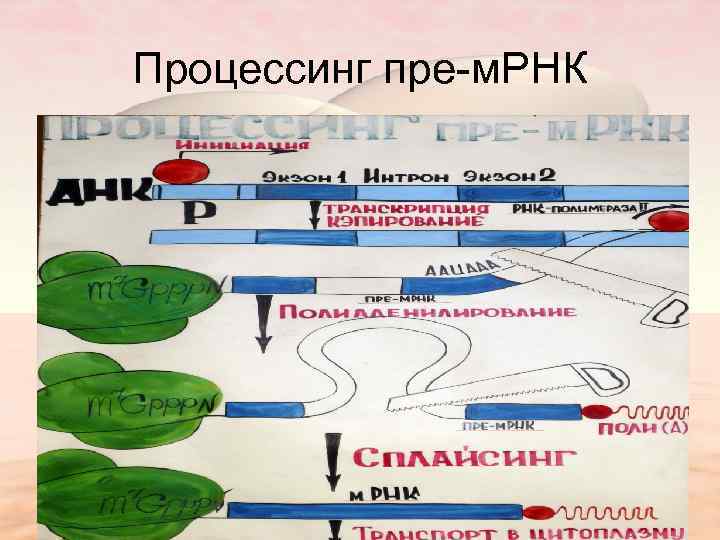 Процессинг пре-м. РНК 
