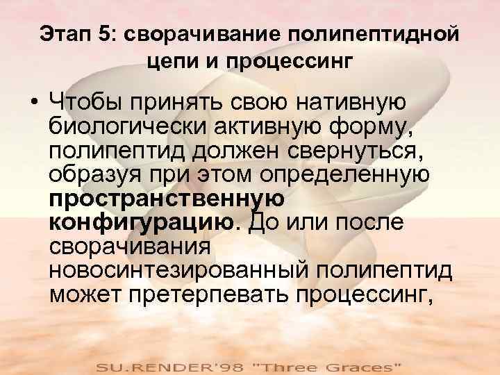 Этап 5: сворачивание полипептидной  цепи и процессинг • Чтобы принять свою нативную 