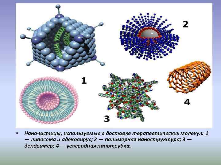  •  Наночастицы, используемые в доставке терапевтических молекул. 1 — липосома и аденовирус;