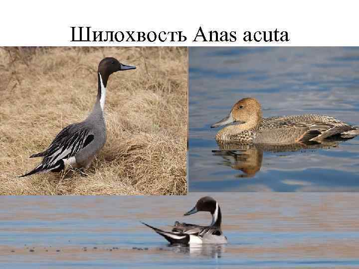 Шилохвость Anas acuta 