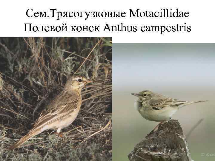Сем. Трясогузковые Motacillidae Полевой конек Anthus campestris 