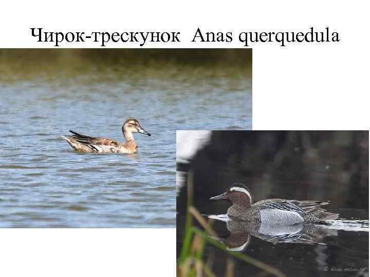 Чирок-трескунок Anas querquedula 