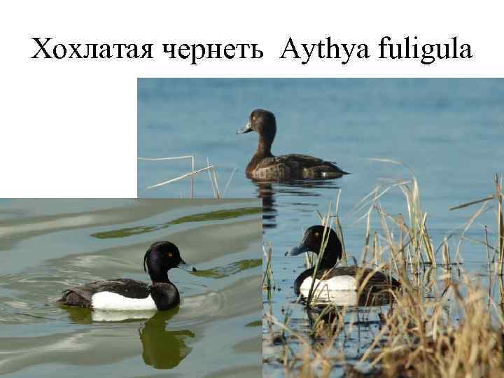 Хохлатая чернеть Aythya fuligula 