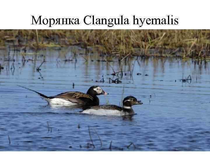 Морянка Clangula hyemalis 
