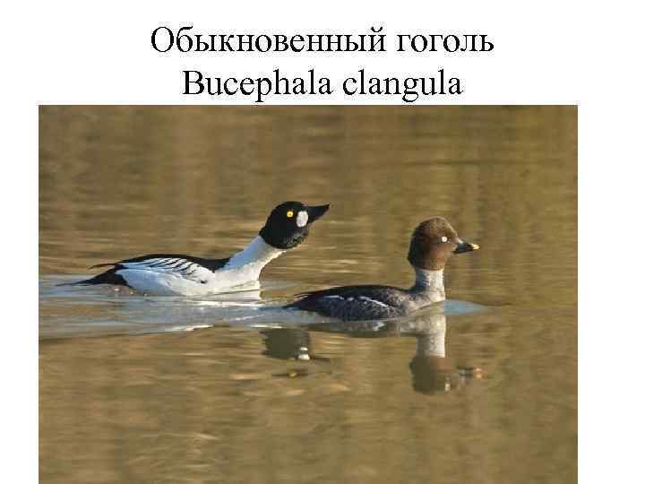 Обыкновенный гоголь  Bucephala clangula 