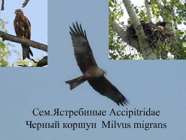  Сем. Ястребиные Accipitridae Черный коршун Milvus migrans 