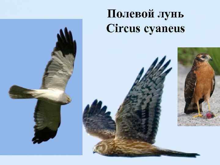 Полевой лунь Circus cyaneus 