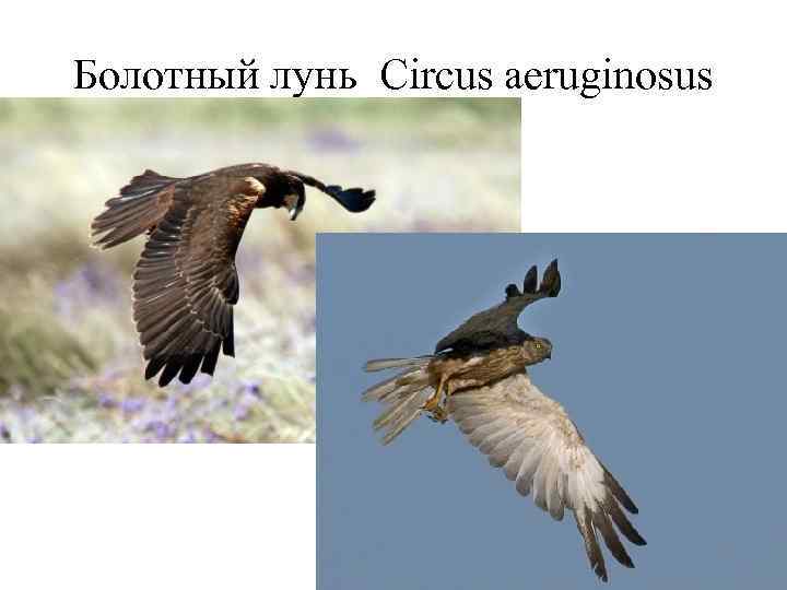 Болотный лунь Circus aeruginosus 