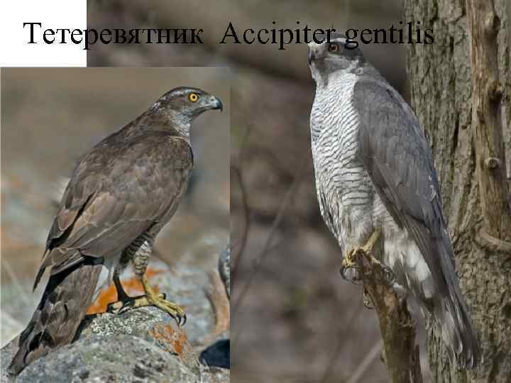 Тетеревятник Accipiter gentilis 