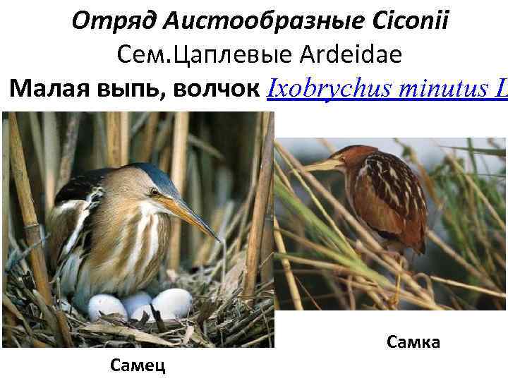   Отряд Аистообразные Ciconii  Сем. Цаплевые Ardeidae Малая выпь, волчок Ixobrychus minutus