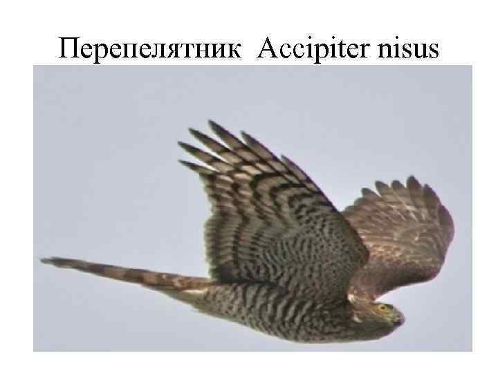 Перепелятник Accipiter nisus 
