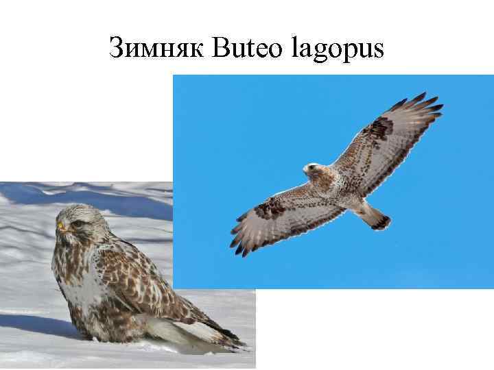 Зимняк Buteo lagopus 