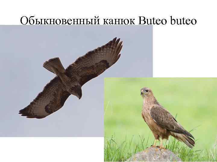 Обыкновенный канюк Buteo buteo 