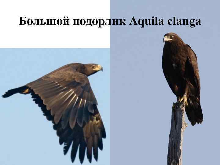 Большой подорлик Aquila clanga 