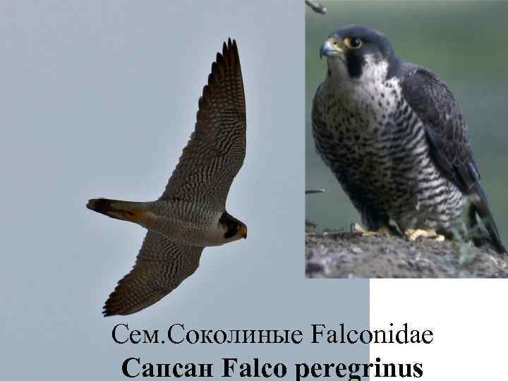 Сем. Соколиные Falconidae Сапсан Falco peregrinus 