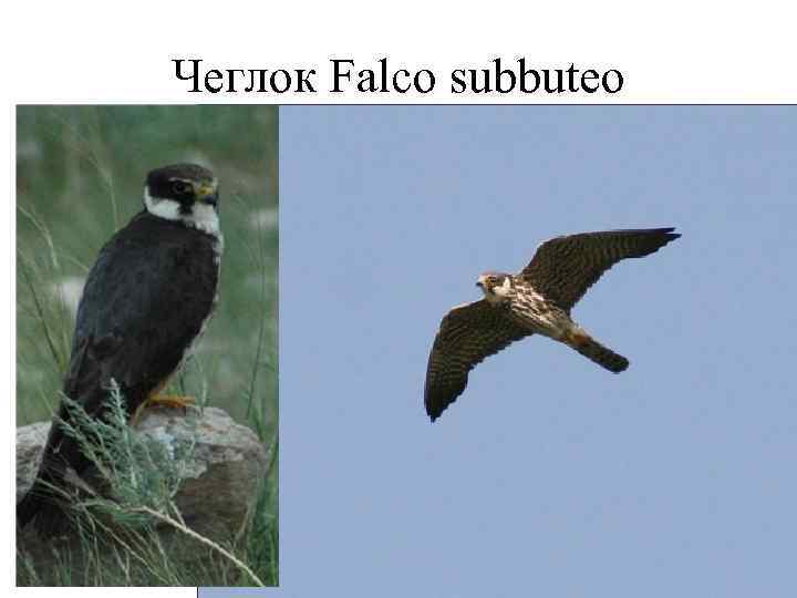 Чеглок Falco subbuteo 