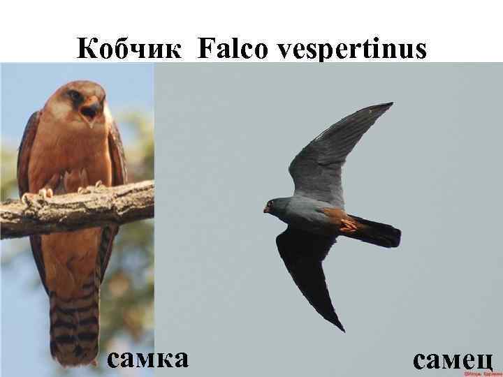 Кобчик Falco vespertinus  самка    самец 