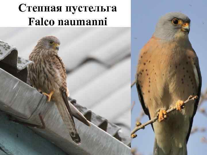Степная пустельга Falco naumanni 
