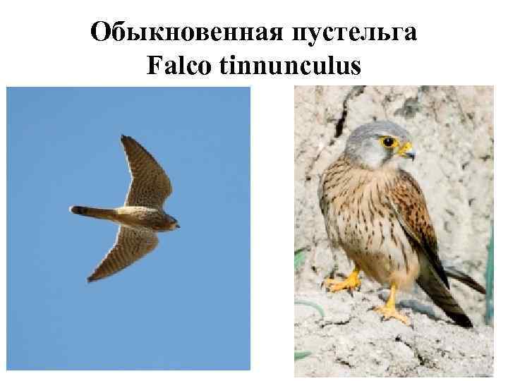 Обыкновенная пустельга  Falco tinnunculus 
