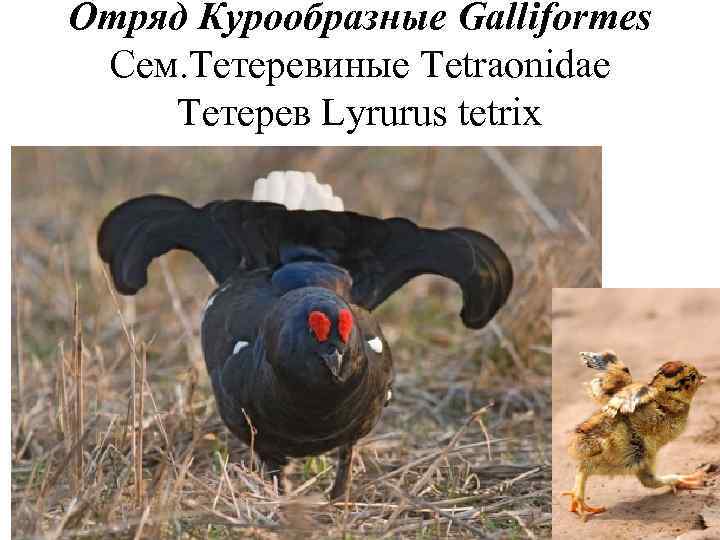 Отряд Курообразные Galliformes Сем. Тетеревиные Tetraonidae Тетерев Lyrurus tetrix 