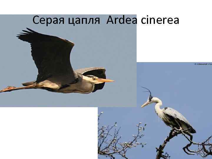 Серая цапля Ardea cinerea 