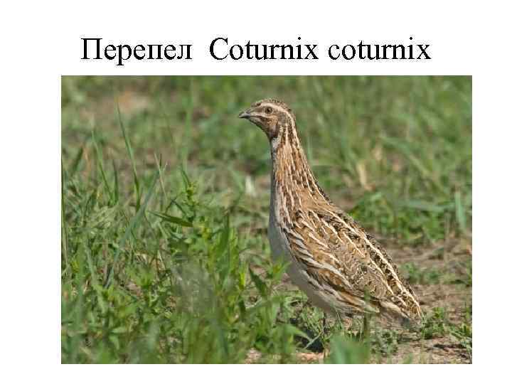 Перепел Coturnix coturnix 