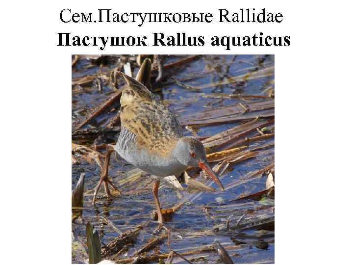 Сем. Пастушковые Rallidae Пастушок Rallus aquaticus 
