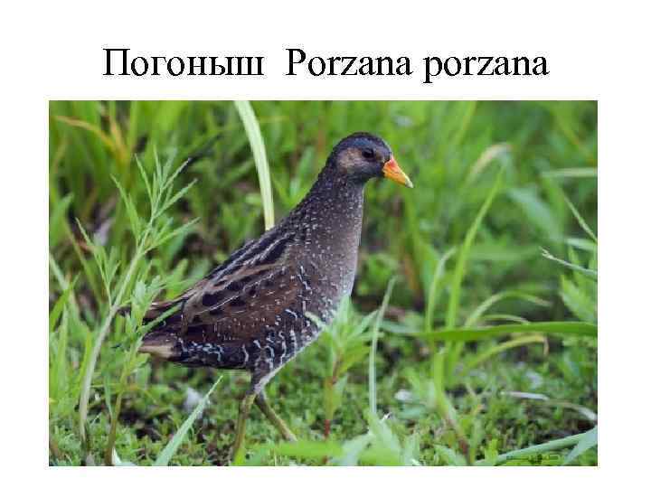 Погоныш Porzana porzana 