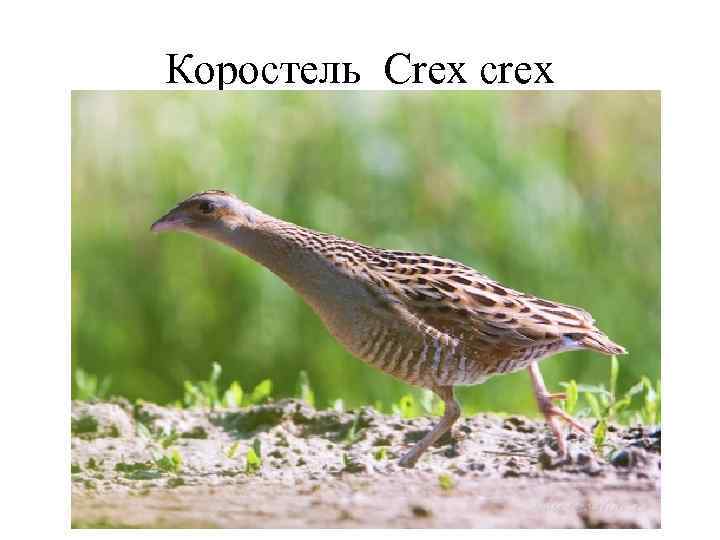 Коростель Crex crex 