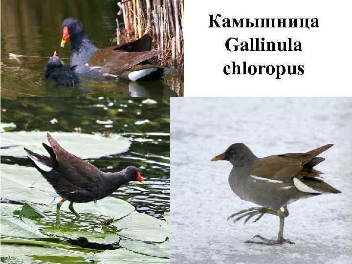 Камышница Gallinula chloropus 