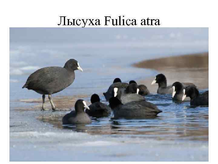 Лысуха Fulica atra 