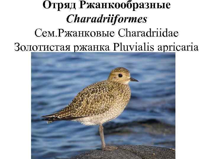  Отряд Ржанкообразные   Charadriiformes  Сем. Ржанковые Charadriidae Золотистая ржанка Pluvialis apricaria