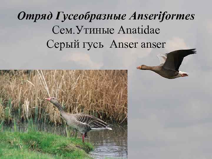 Отряд Гусеобразные Anseriformes Сем. Утиные Anatidae Серый гусь Anser anser 